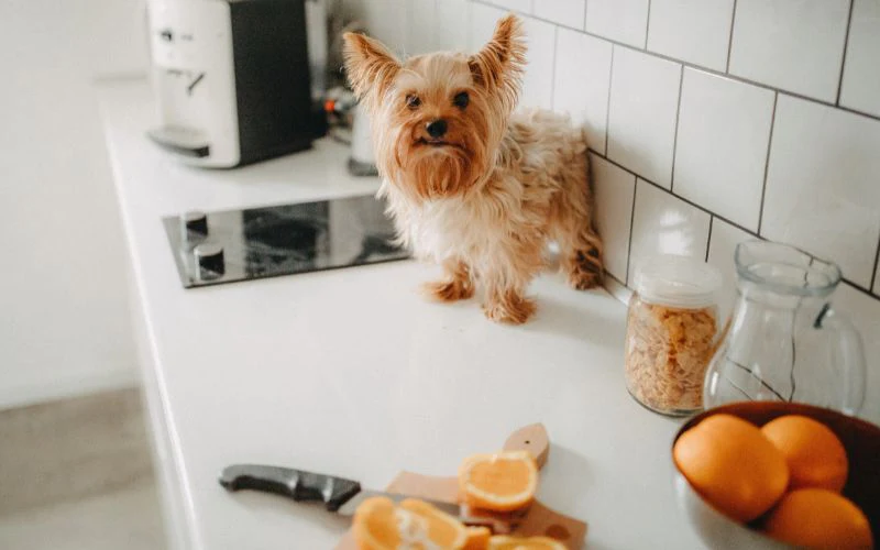 Proprietários De Animais De Estimação: Como Manter Sua Casa Limpa? | Capa Moderna